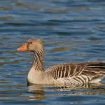Hvad er forskellen på en dunfrakke og en syntetisk vinterfrakke?